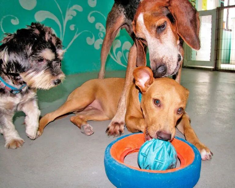 Pampered Paws - Doggie Day Care