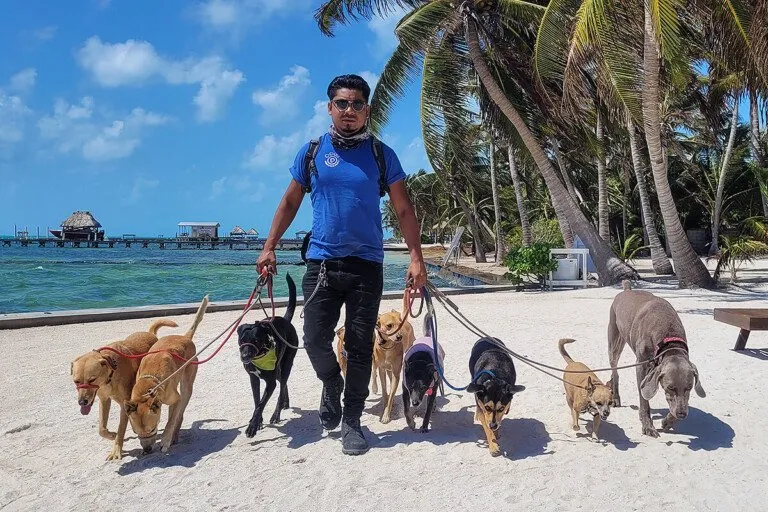 Pampered Paws - Power Walk Program