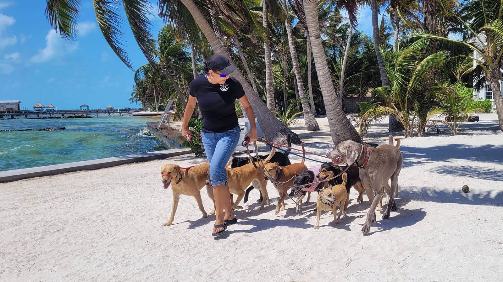 Shadow Experience - Pampered Paws