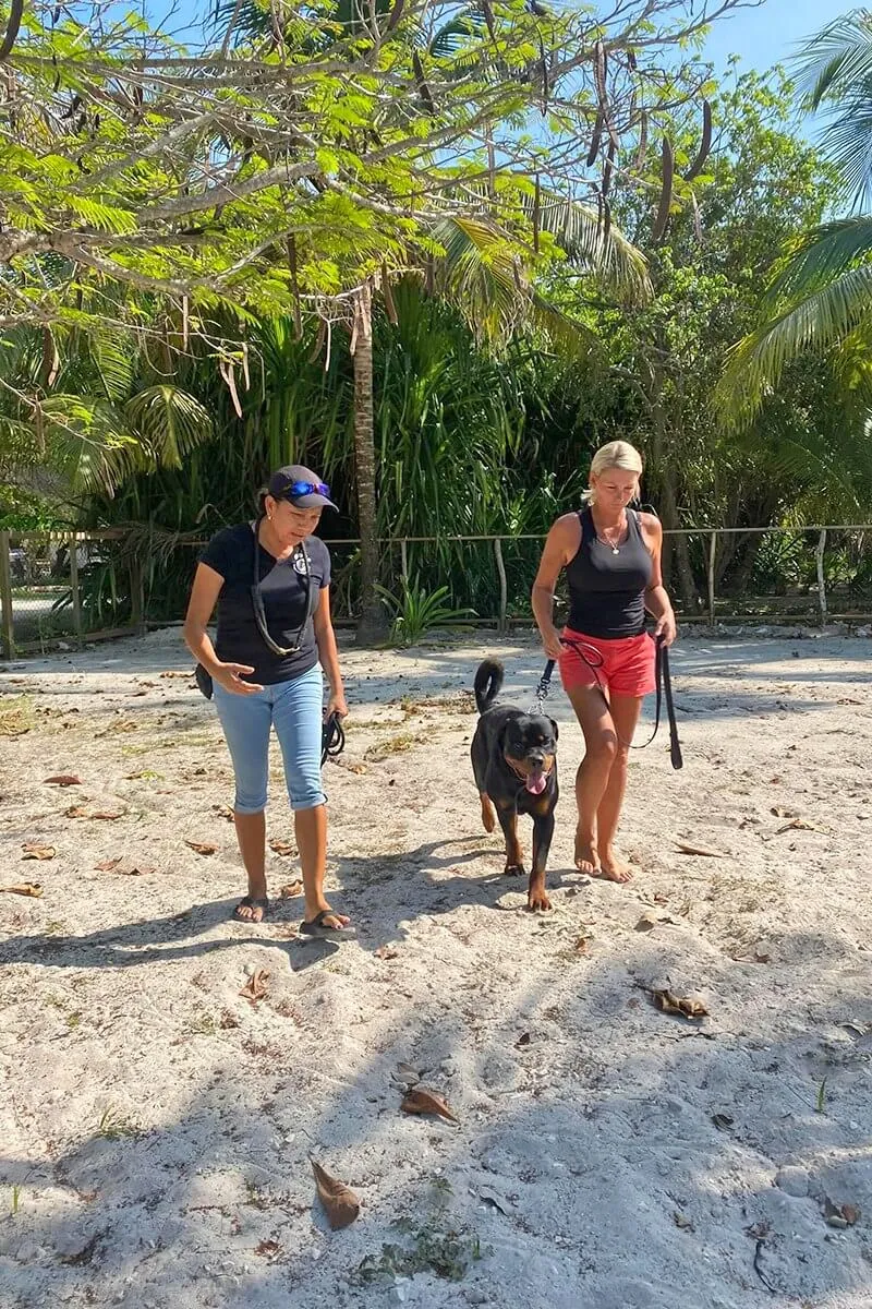 Dog Training - Pampered Paws
