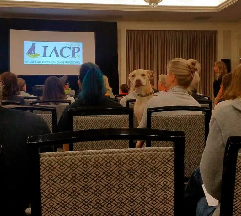 Katia's Bio - 2011 IACP Membership