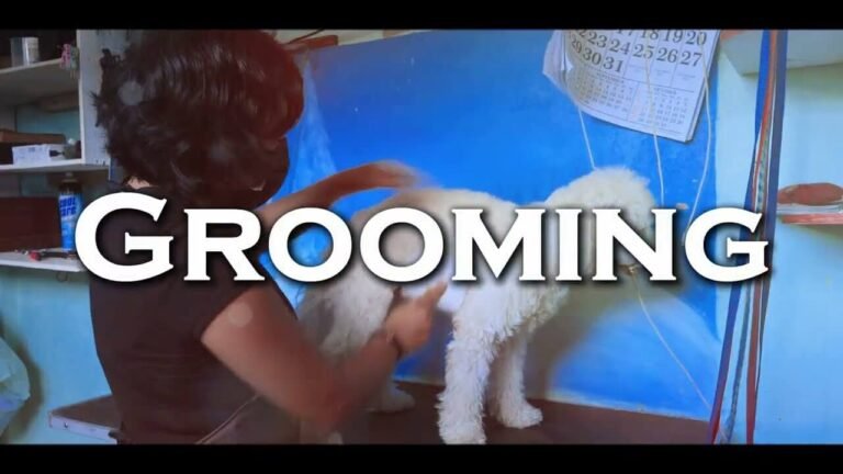 Pampered Paws, the No 1 Pet Grooming Service in Ambergris Caye, Belize.