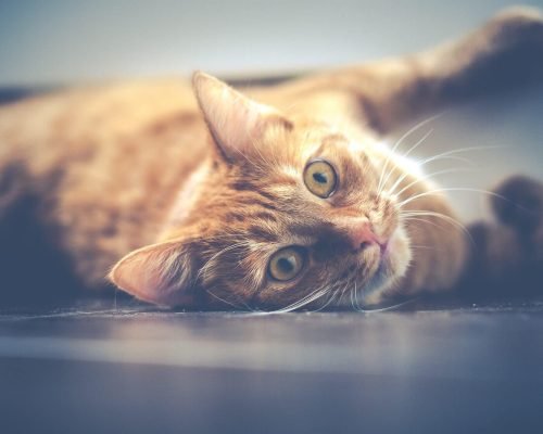 cat-resting-on-floor Cat Resting On Floor
