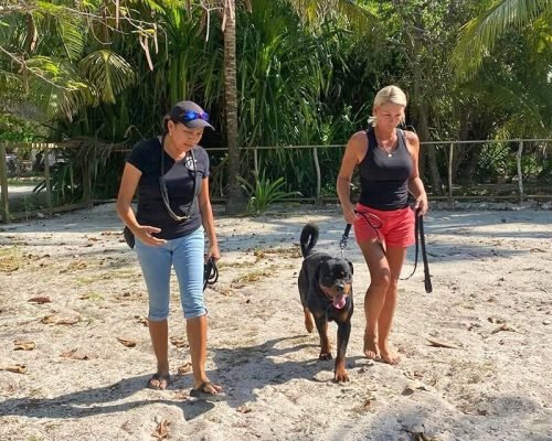 dog-training-2 Dog Training - Pampered Paws