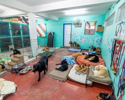 doggie-day-care-01 Pampered Paws - Doggie Day Care