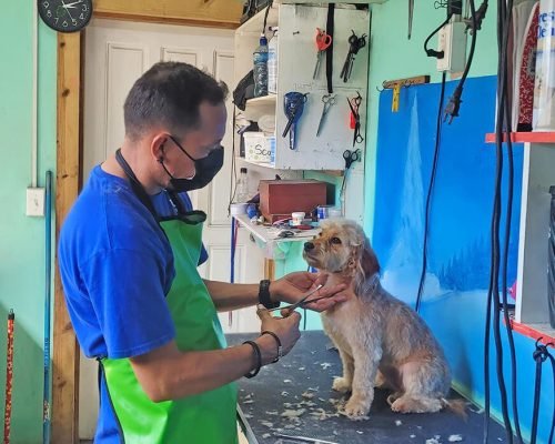 pet-grooming-06 Pampered Paws - Pet Grooming