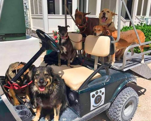 pet-taxi-03 Pampered Paws - Pet Taxi