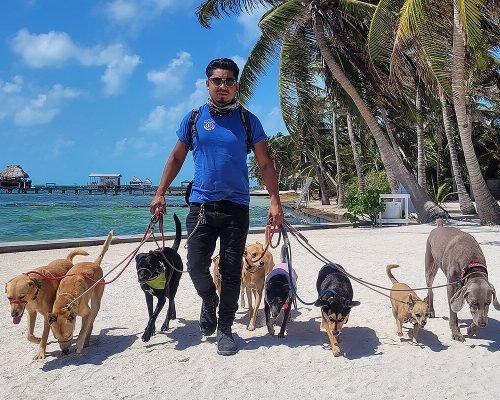 power-walk-01 Pampered Paws - Power Walk Program