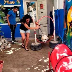 Debbie's Shadow Experience - Pampered Paws