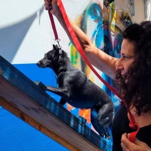 Debbie's Shadow Experience - Pampered Paws