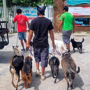 Eric's Shadow Experience - Pampered Paws