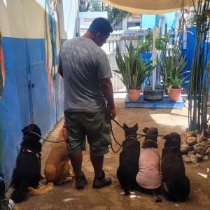 Solomon's Shadow Experience - Pampered Paws