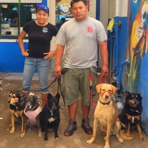 Solomon's Shadow Experience - Pampered Paws