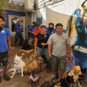 Solomon's Shadow Experience - Pampered Paws