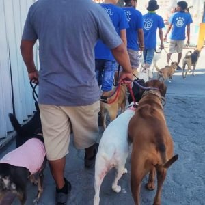 Solomon's Shadow Experience - Pampered Paws