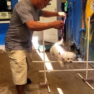 Solomon's Shadow Experience - Pampered Paws