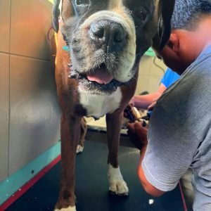 Solomon's Shadow Experience - Pampered Paws