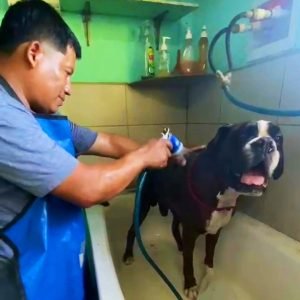 Solomon's Shadow Experience - Pampered Paws