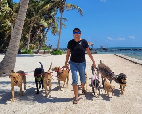 shadow-program-01 Shadow Experience - Pampered Paws